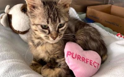 Kitten Rescue Runs on Donations from Los Angeles Marathon