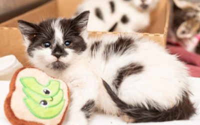 Learn How to Help Stray Kittens Stay Alive This Spring