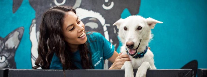 Adopt and Shop Provides Pet Vaccine and Dental Clinics
